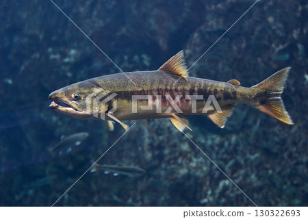 鮭魚(千歲鮭魚故鄉博物館,現為千歲鮭魚故鄉水族館) 鮭魚(千歲鮭魚故鄉博物館,現為千歲鮭魚故鄉水族館) 130322693
