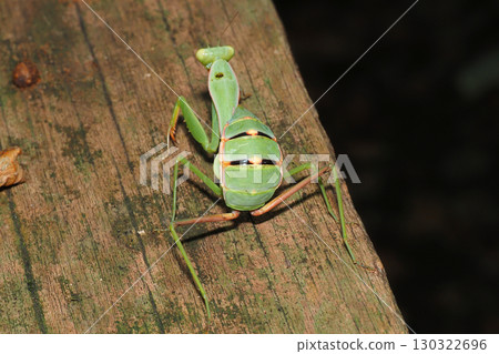 Larva of Hierodula patellifera 130322696