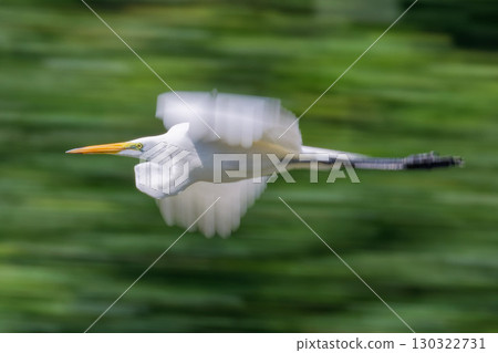 一隻大白鷺飛過山巒的搖攝鏡頭 一隻大白鷺飛過山巒的搖攝鏡頭 130322731