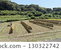 水稻收割 130322742