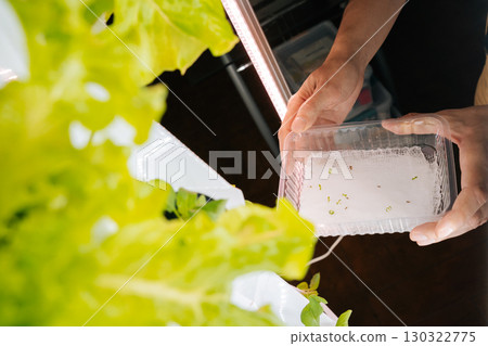 High-angle view of farmer holding tray of sprouted seeds, showcasing initial stages of plant growth in hydroponic vertical farming system illuminated by led grow lights. Concept of home gardening. 130322775