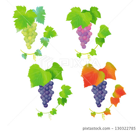 Grape illustration variations 130322785