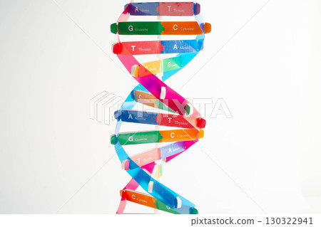 DNA molecule spiral structure model isolated on white background, chromosome and gene chemical science biology. DNA molecule spiral structure model isolated on white background, chromosome and gene chemical science biology. 130322941