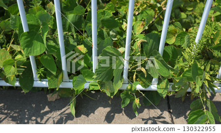 Vines growing out of a fence 130322955