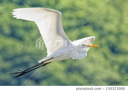 Great Egret flying through the mountains Great Egret flying through the mountains 130323000