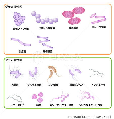 Gram-negative and Gram-negative bacteria Gram-negative and Gram-negative bacteria 130323241