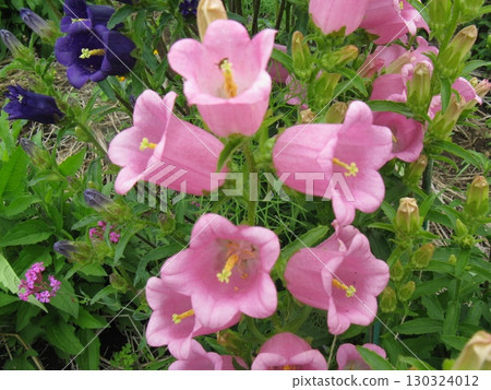 In summer, purple bell-shaped flowers bloom downward and slightly sideways. In summer, purple bell-shaped flowers bloom downward and slightly sideways. 130324012