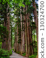 Large cedar trees in the Togakushi Plateau 130324700