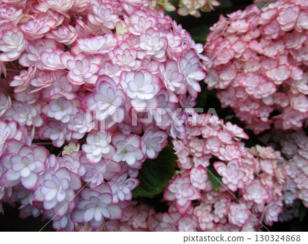 Close-up of pink hydrangea flowers Close-up of pink hydrangea flowers 130324868