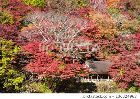 秋天香蘭溪 秋天香蘭溪 130324968