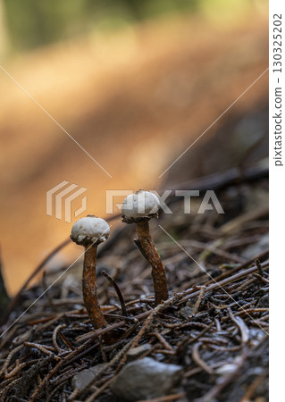 mushrooms growing on ground 130325202