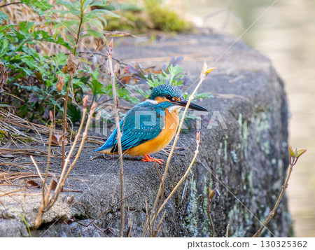 翠鳥棲息在岩石上 130325362