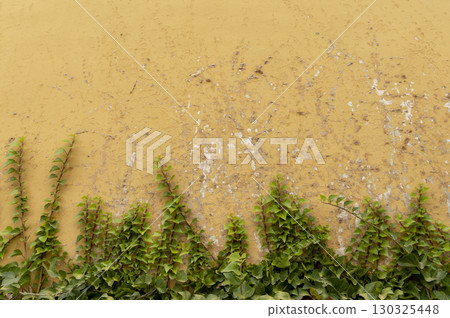 green creeper plant climbing the exterior facade of a house green creeper plant climbing the exterior facade of a house 130325448