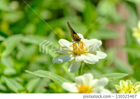 蝴蝶棲息在白色的百日草上 130325467