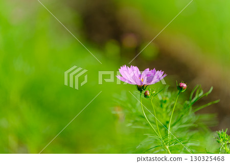 綠樹叢中盛開的粉紅波斯菊 130325468