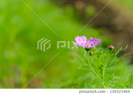綠樹叢中盛開的粉紅波斯菊 130325469