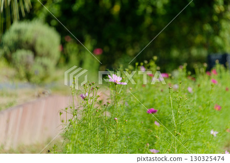 Pink cosmos blooming in the autumn fields 130325474
