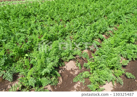 Carrot field Carrot field 130325487