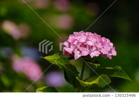 吉峰-DERA 130325496