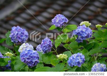 吉峰-DERA 130325502