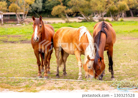 horses on the farm in summer horses on the farm in summer 130325528
