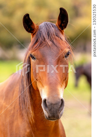 Brown horse portrait on nature background Brown horse portrait on nature background 130325530