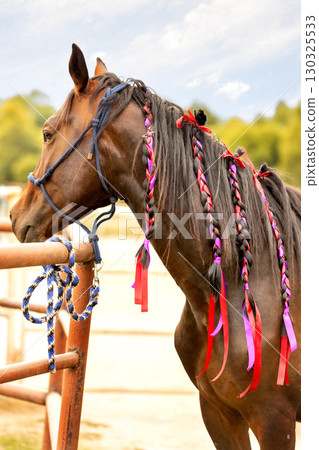Brown horse portrait with decorations close-up 130325533
