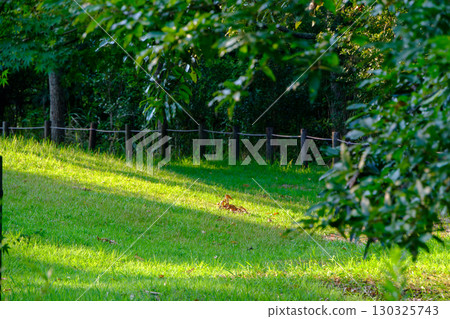Green lawn with sunlight filtering through the trees 130325743