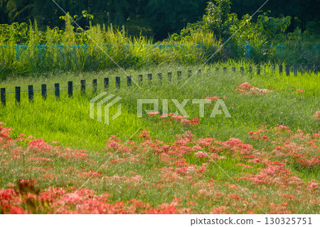秋季鄉村盛開的紅花石蒜 秋季鄉村盛開的紅花石蒜 130325751