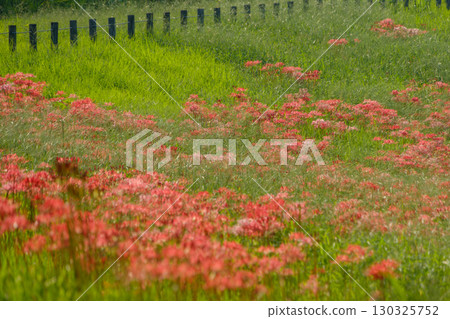 秋季鄉村盛開的紅花石蒜 130325752