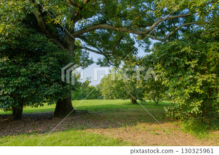 A green summer landscape seen from the shade of a tree A green summer landscape seen from the shade of a tree 130325961
