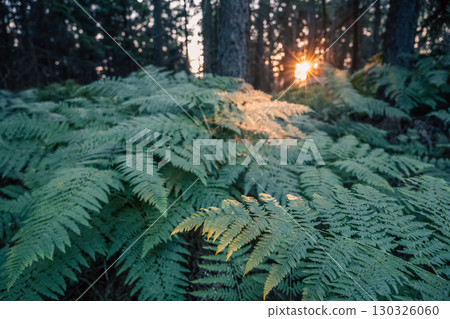 Sunlight filters through a forest, casting a warm glow on lush bracken ferns. The tranquil atmosphere captures the essence of nature at dusk, inviting a sense of calm and serenity. Sunlight filters through a forest, casting a warm glow on lush bracken ferns. The tranquil atmosphere captures the essence of nature at dusk, inviting a sense of calm and serenity. 130326060