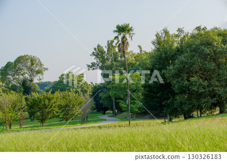 一棵棕櫚樹在藍天和綠色草地上延伸 130326183
