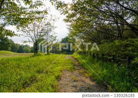 陽光透過樹木照射進來,形成一條小路和草地的風景 陽光透過樹木照射進來,形成一條小路和草地的風景 130326185