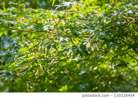 Green maple leaves shining in the sunlight 130326484