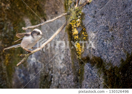 Long-tailed tit perched on a branch - copy space 130326496