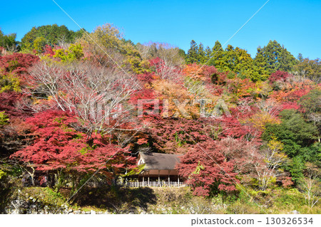 Autumn Korankei 130326534
