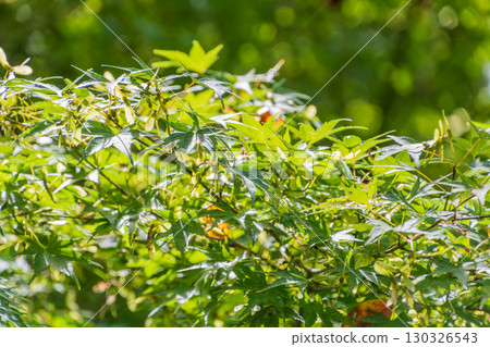 Young maple leaves shining through the sunlight Young maple leaves shining through the sunlight 130326543