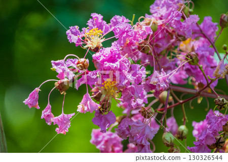 Pink crape myrtle flowers shining against the summer sky Pink crape myrtle flowers shining against the summer sky 130326544