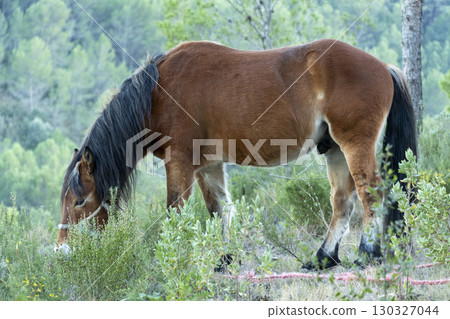 horse grazing in the bush in the middle of nature 130327044