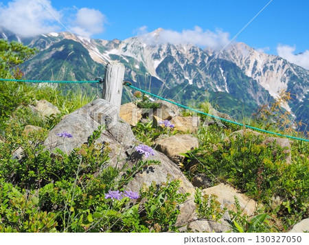 Nagano Prefecture, Alpine bellflower blooming on rock faces, August Nagano Prefecture, Alpine bellflower blooming on rock faces, August 130327050