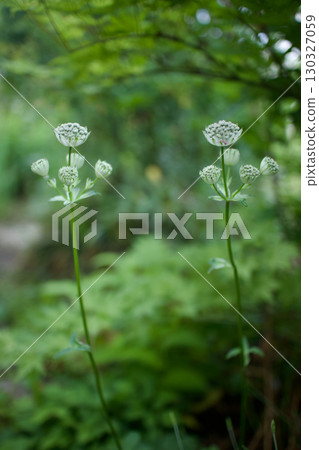 The glass-like Astrantia flower has the meanings of "wish upon a star," "intelligence," and "thirst for love." 130327059