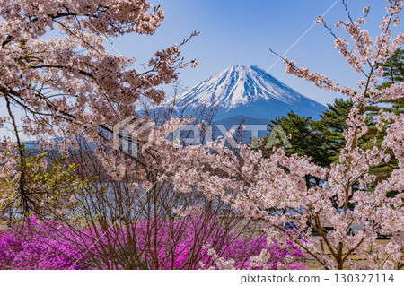 [Yamanashi Prefecture] Lake Shoji, cherry blossoms by the lake and Mt. Fuji 130327114