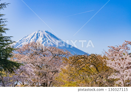 【山梨縣】精進湖、湖畔櫻花和富士山 【山梨縣】精進湖、湖畔櫻花和富士山 130327115