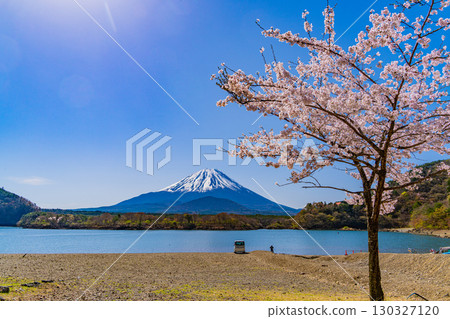【山梨縣】精進湖、湖畔櫻花和富士山 130327120