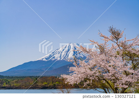 [Yamanashi Prefecture] Lake Shoji, cherry blossoms by the lake and Mt. Fuji 130327121