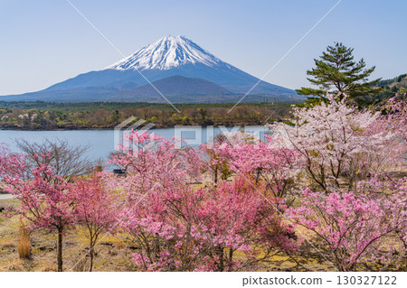 [Yamanashi Prefecture] Lake Shoji, cherry blossoms by the lake and Mt. Fuji 130327122