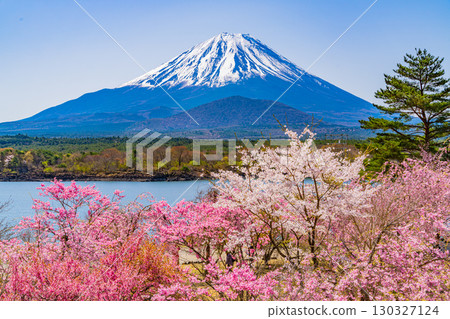 [Yamanashi Prefecture] Lake Shoji, cherry blossoms by the lake and Mt. Fuji 130327124