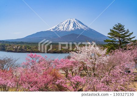 [Yamanashi Prefecture] Lake Shoji, cherry blossoms by the lake and Mt. Fuji 130327130