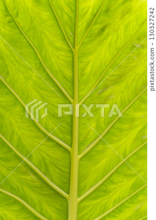 A leaf with a green stem and veins A leaf with a green stem and veins 130327242